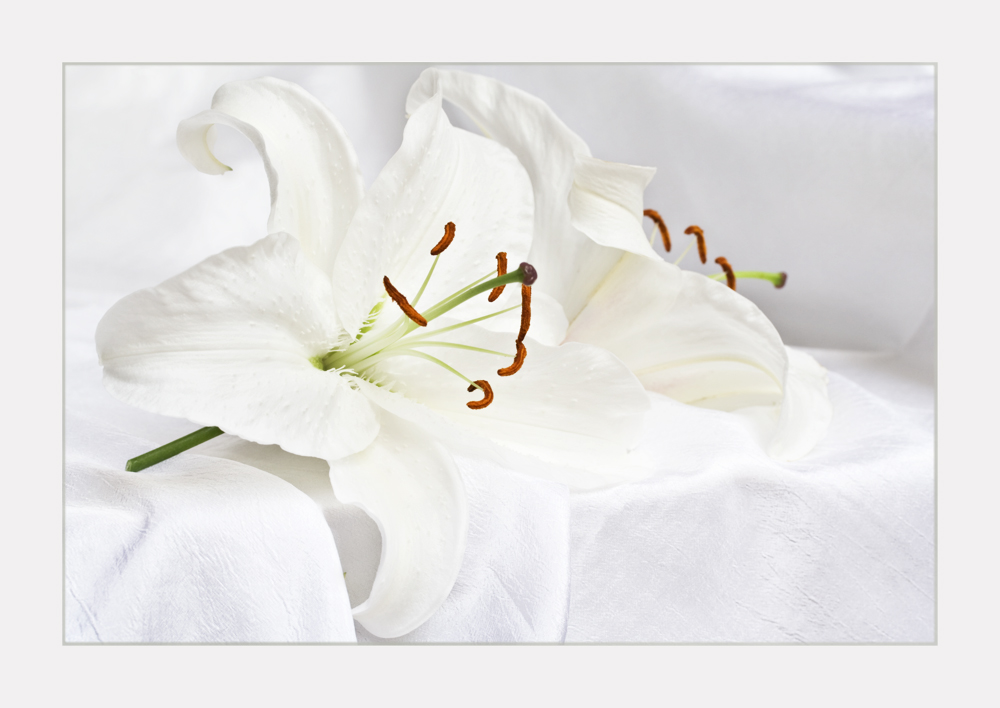 Lilien 4