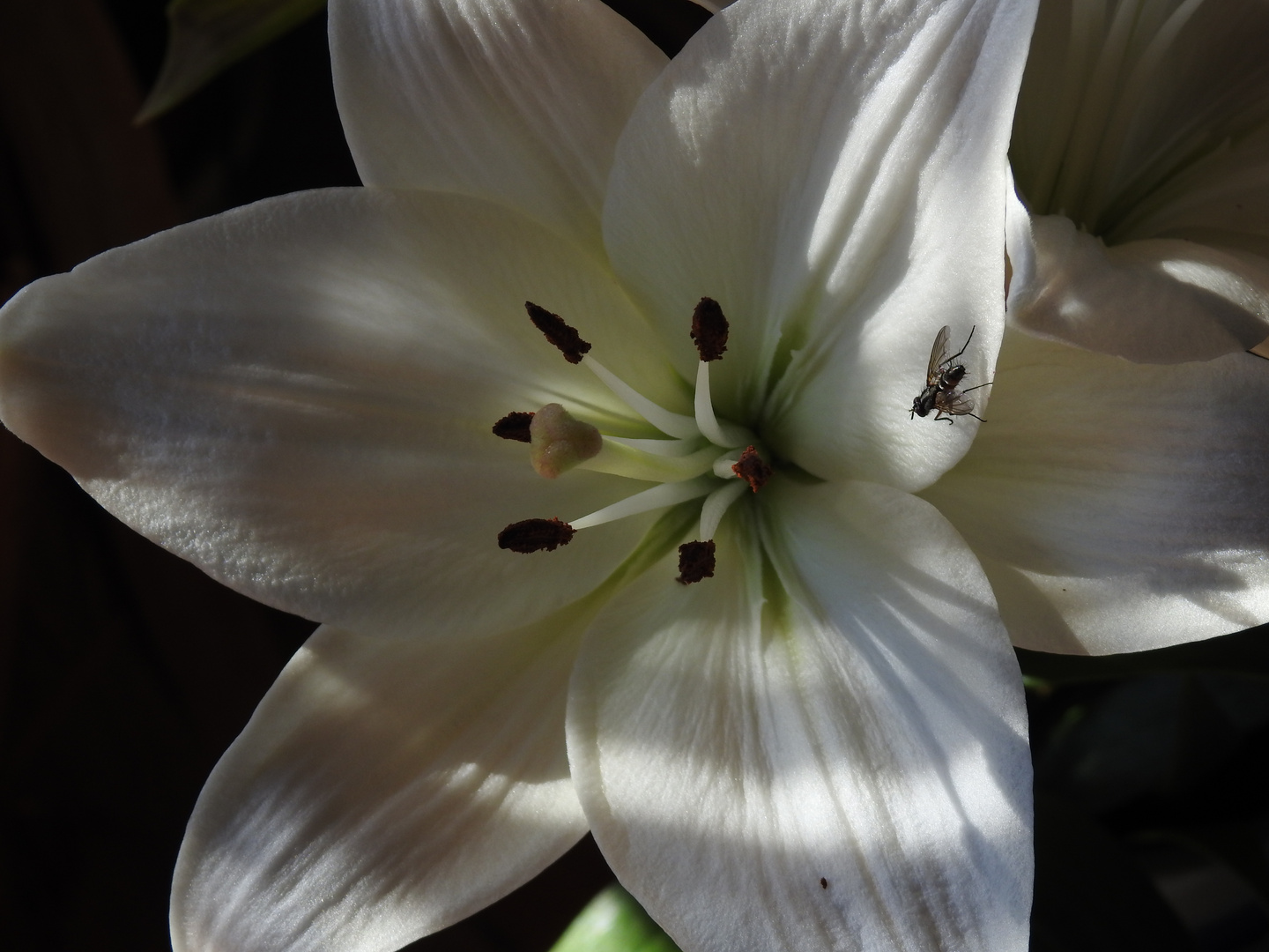 Lilien 4