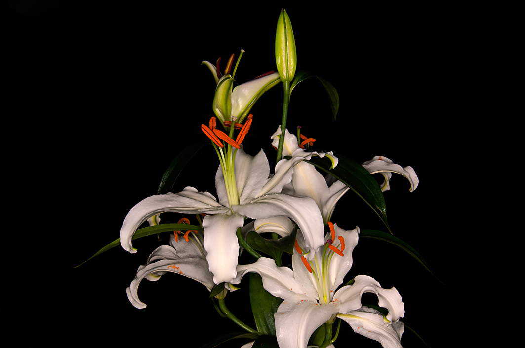 Lilien 4