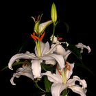 Lilien 4