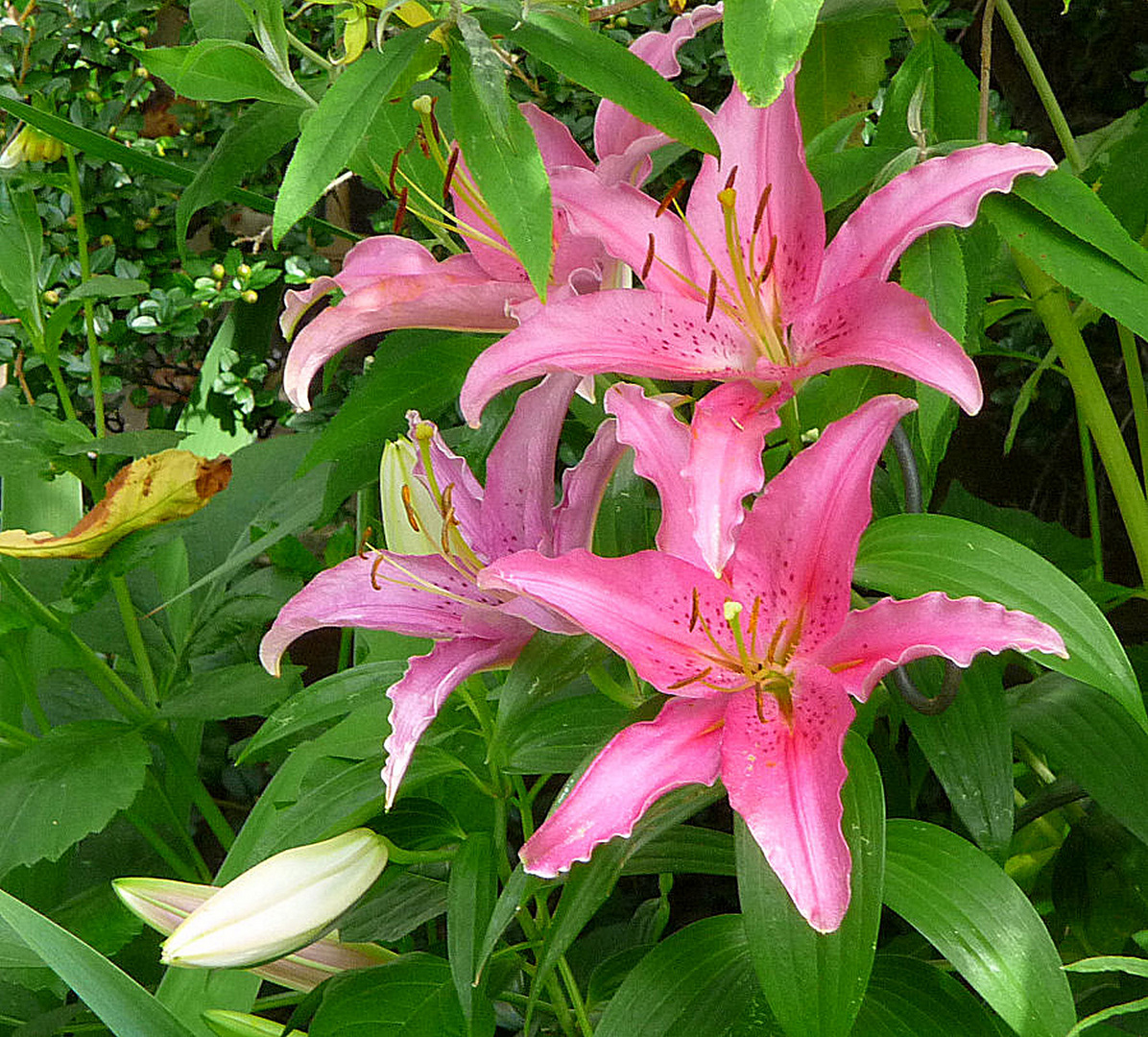 Lilien