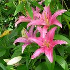 Lilien