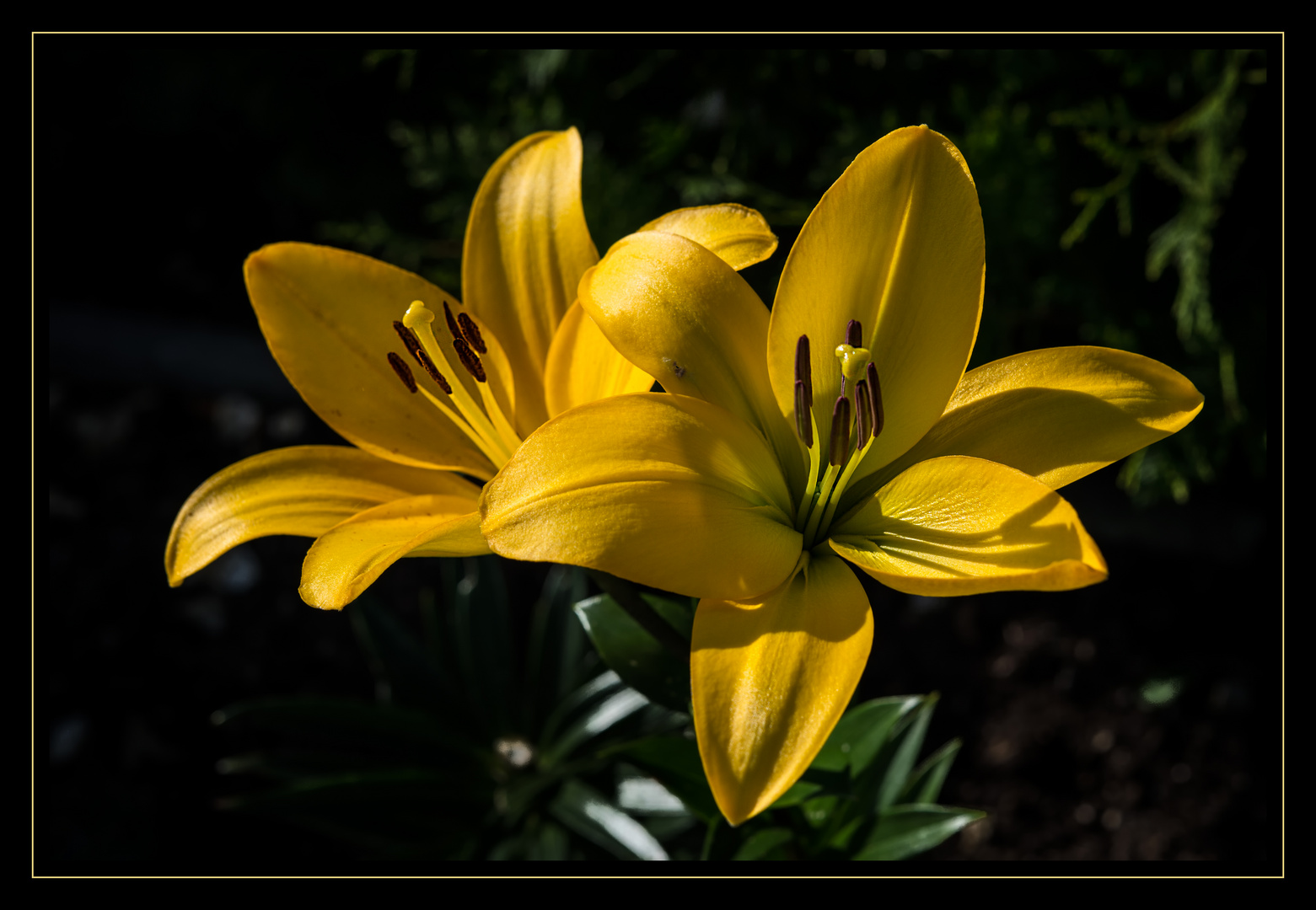 Lilien