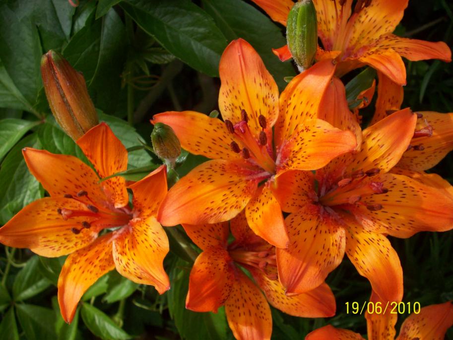 Lilien