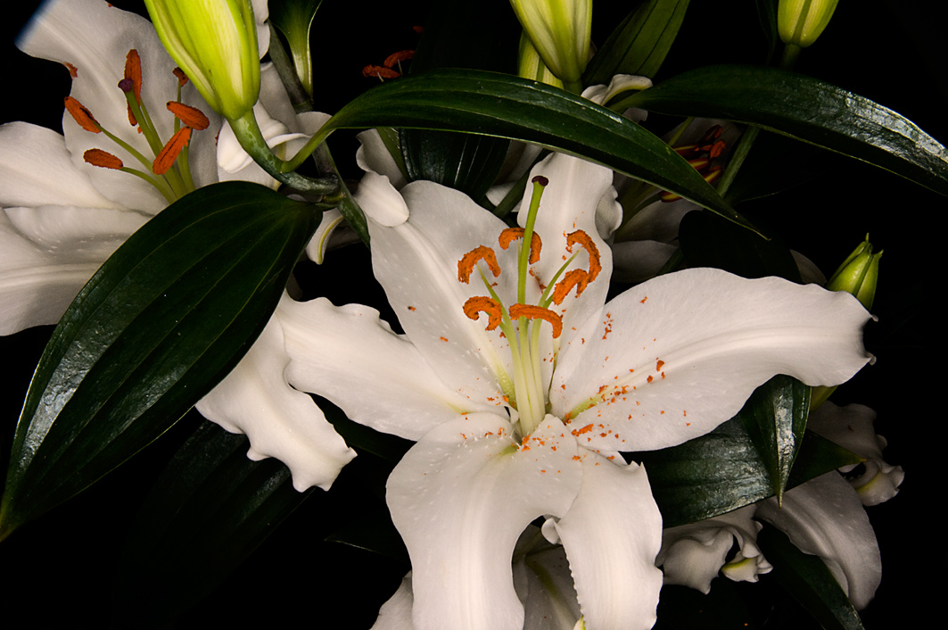 Lilien 5