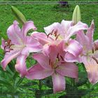 Lilien