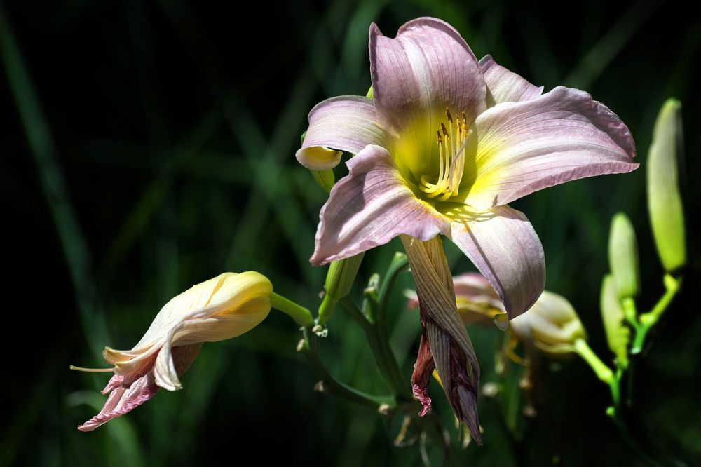 Lilien