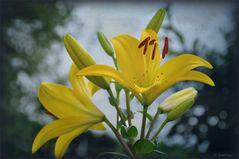 Lilien