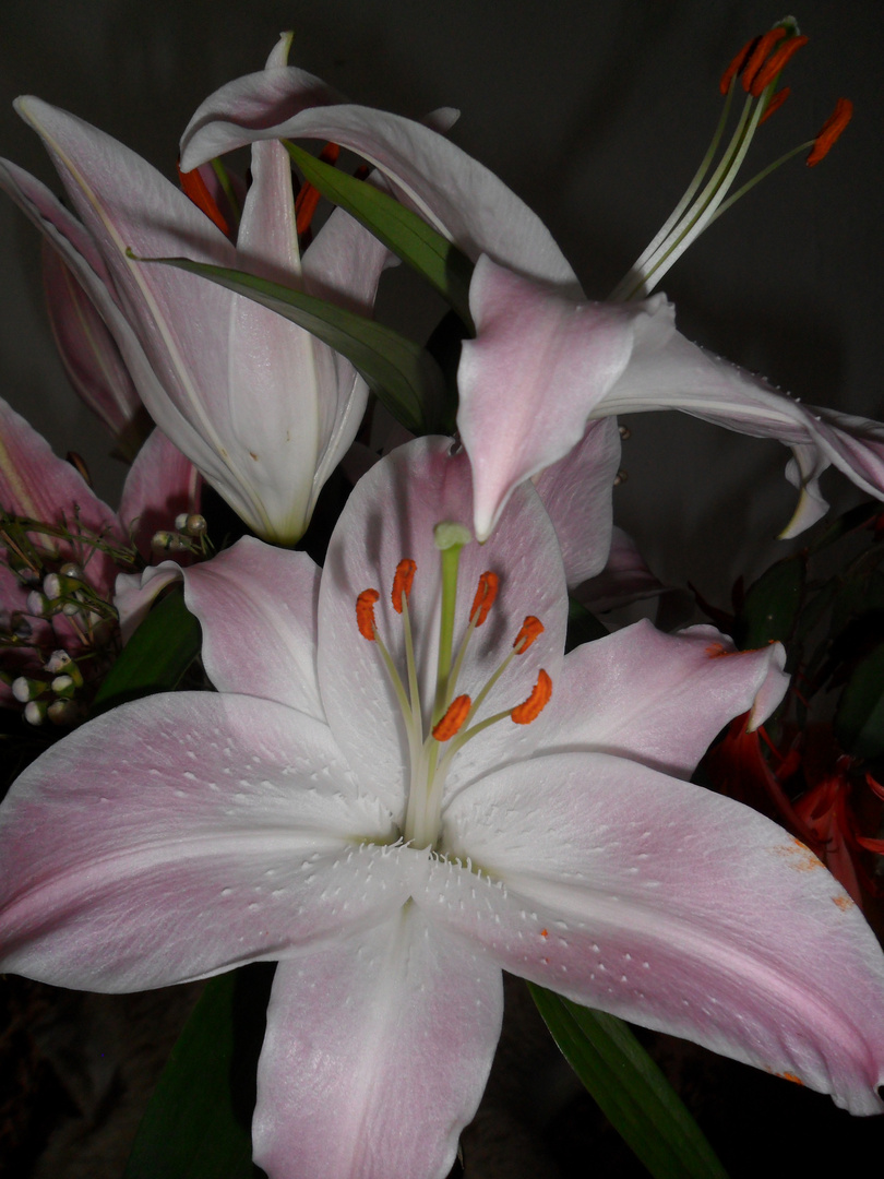 Lilien