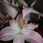 Lilien