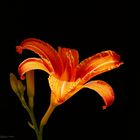 Lilien