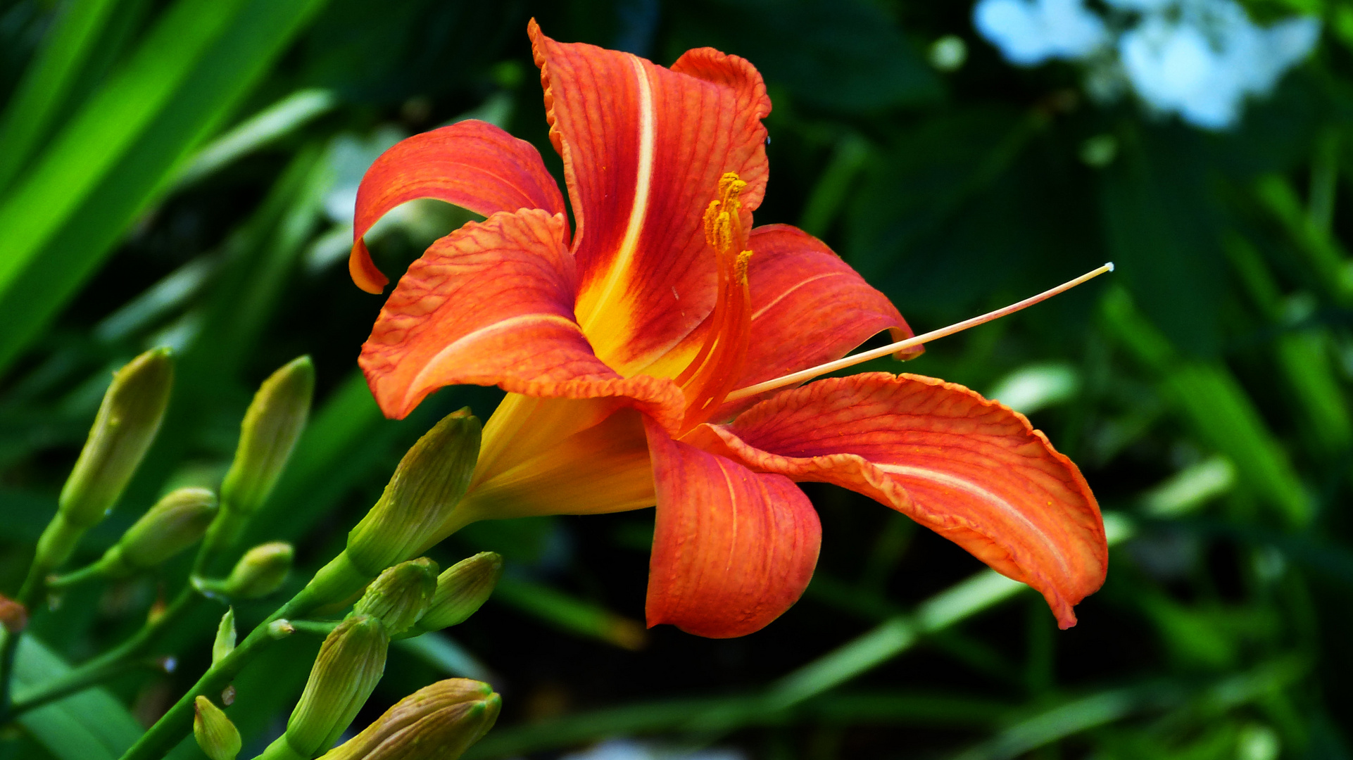 Lilien Foto & Bild pflanzen, pilze & flechten, blüten