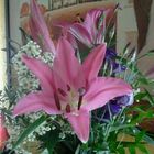 Lilien