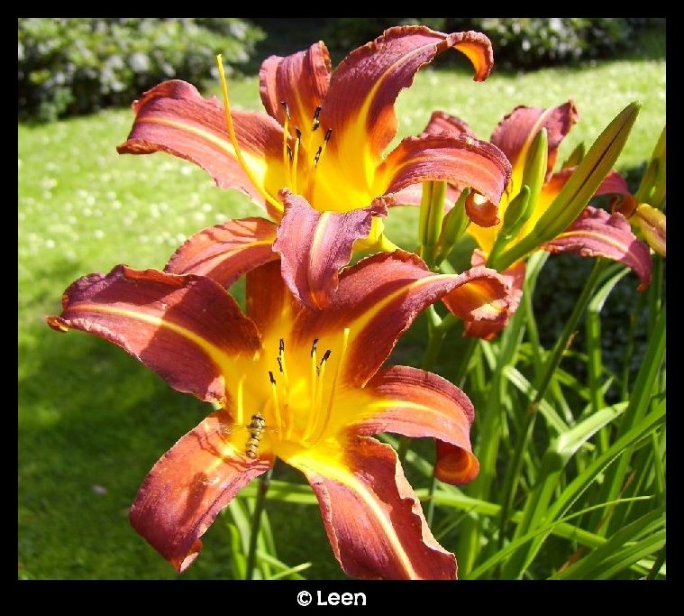 Lilien