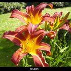 Lilien