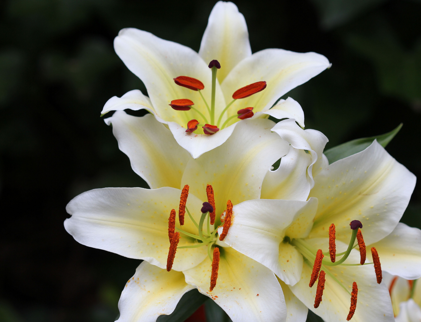 Lilien