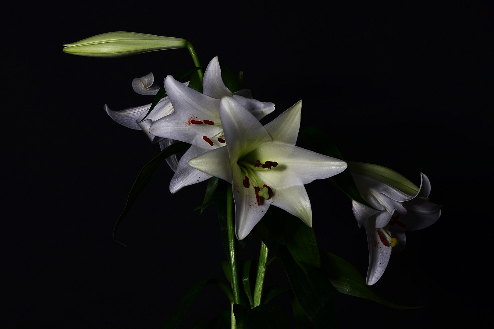 Lilien