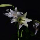 Lilien