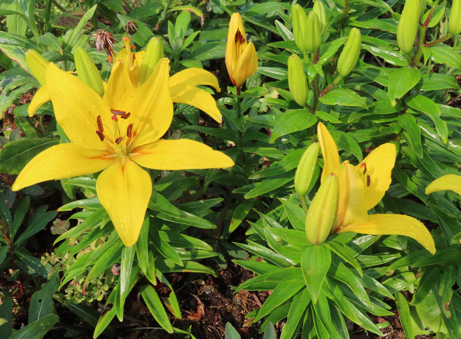 Lilien 