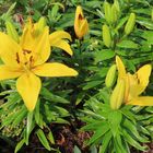 Lilien 