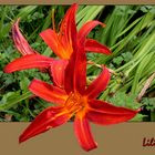 Lilien