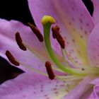 Lilien