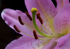 Lilien