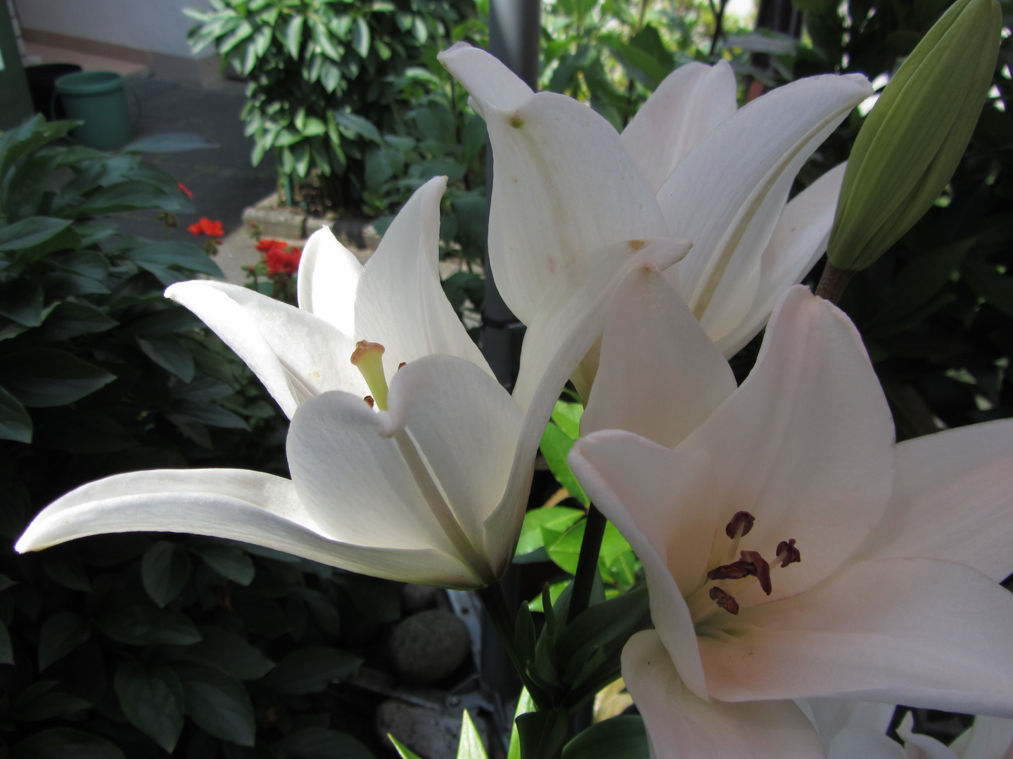 Lilien