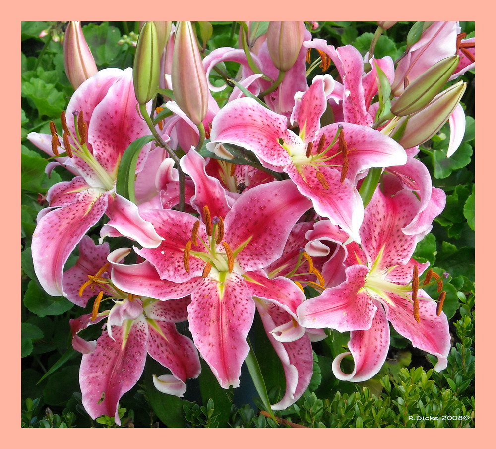 Lilien Foto & Bild pflanzen, pilze & flechten, blüten