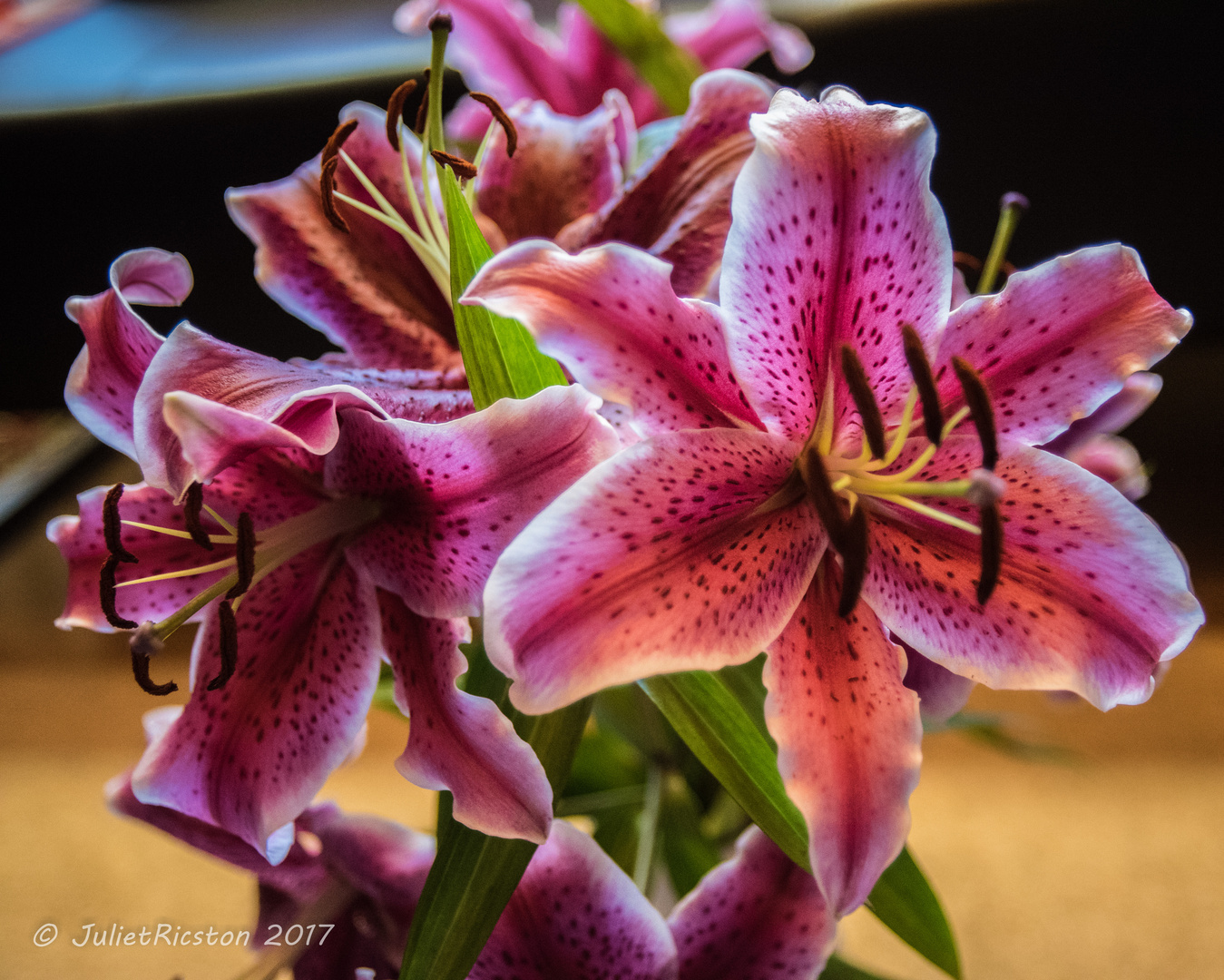 Lilien 