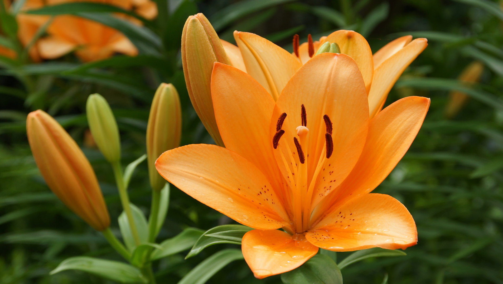 Lilien Foto & Bild pflanzen, pilze & flechten, blüten