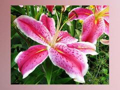 Lilien