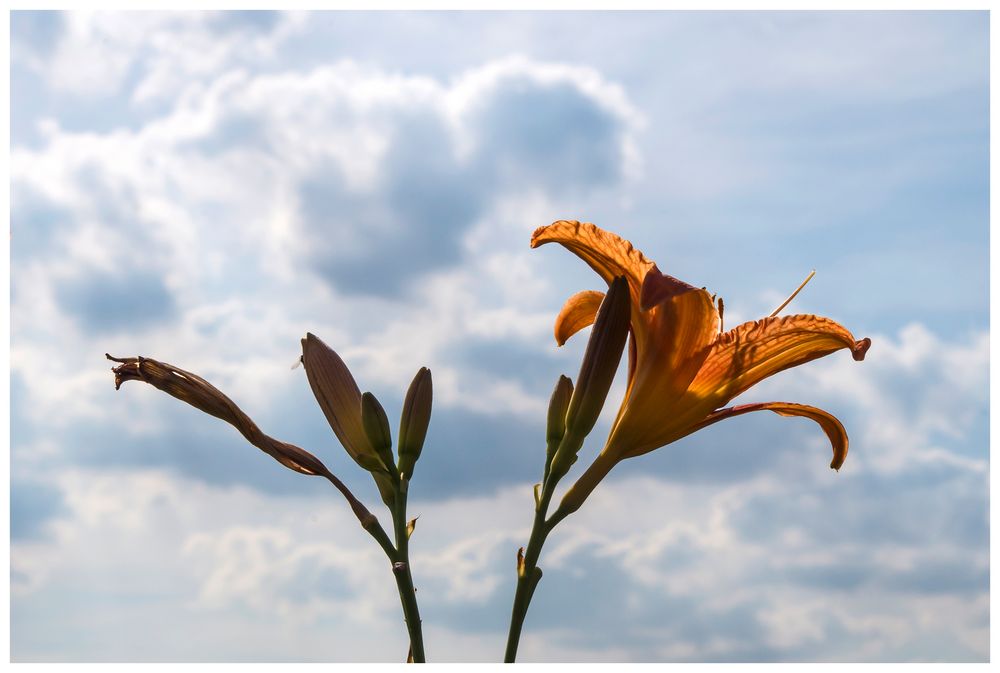 Lilien am Abend