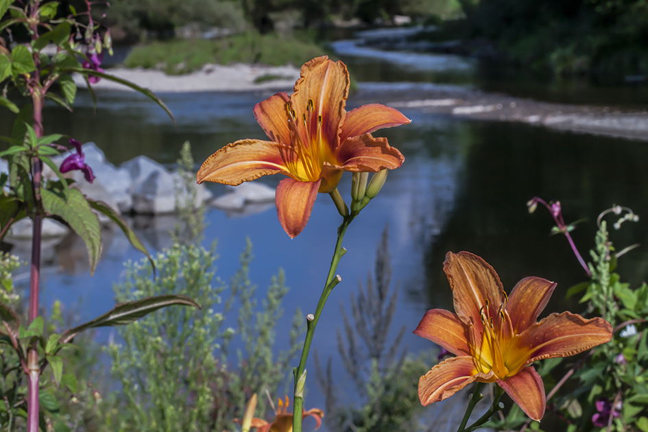 Lilien am Bach