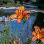 Lilien am Bach