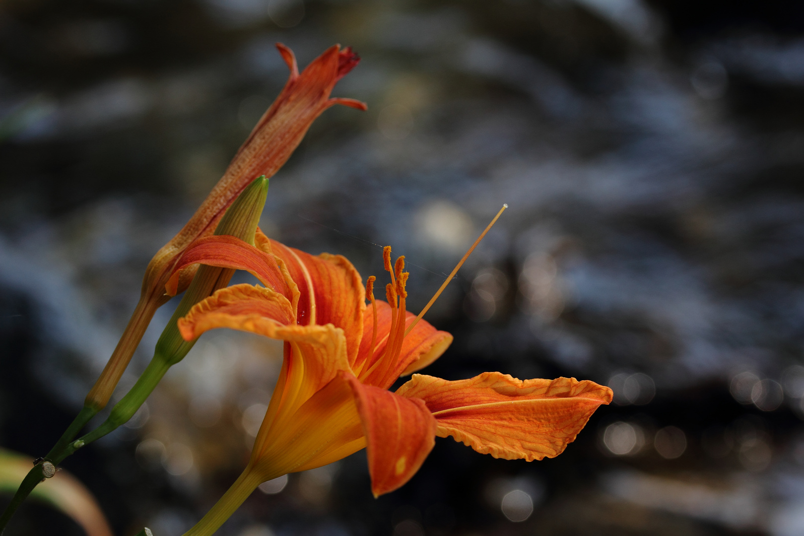 Lilien am See.....