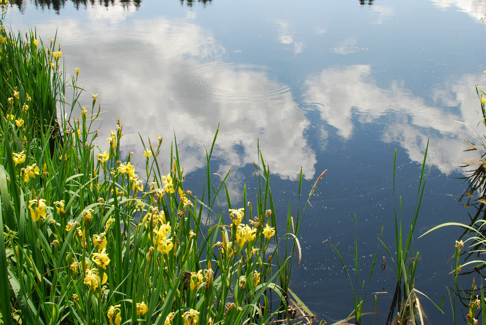 Lilien am Teich Foto & Bild naturkreativ, wasserwelten, teich Bilder