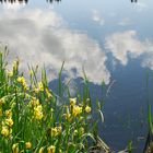 Lilien am Teich