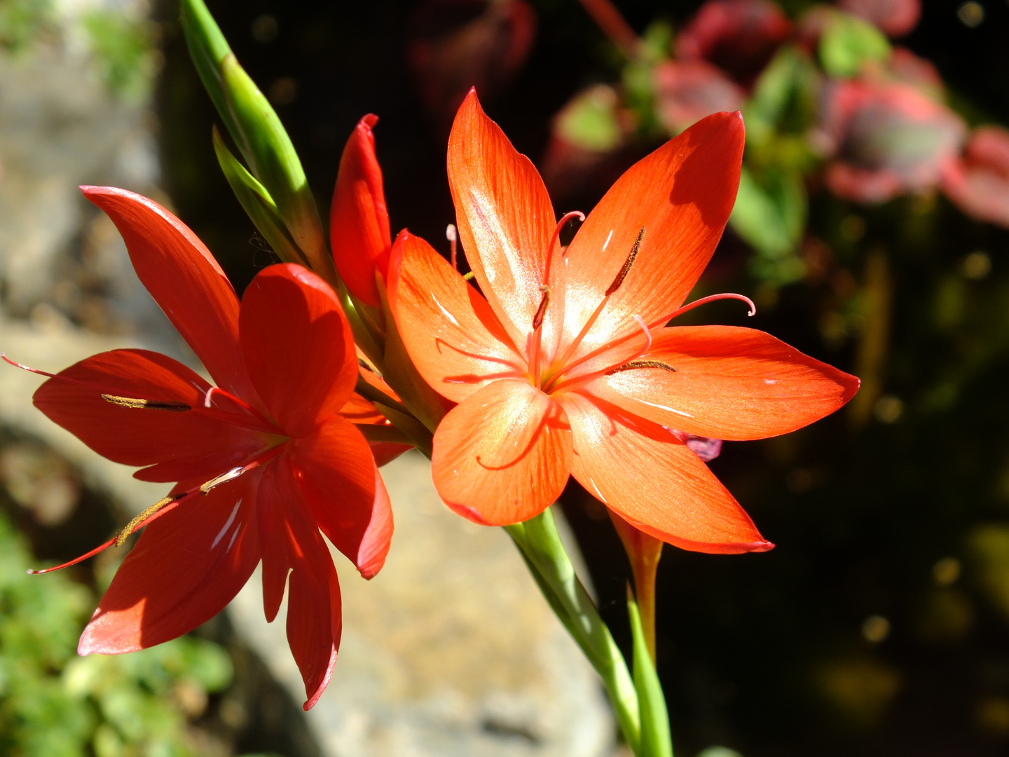 Lilien am Teich