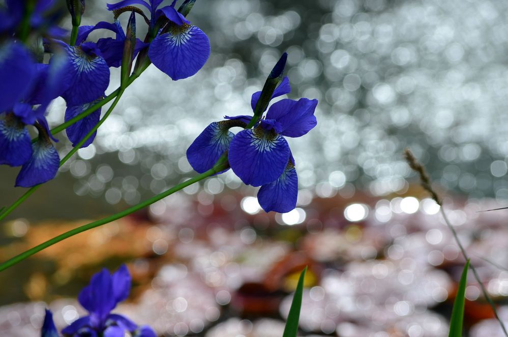 Lilien am Teich Foto & Bild pflanzen, pilze & flechten, blüten