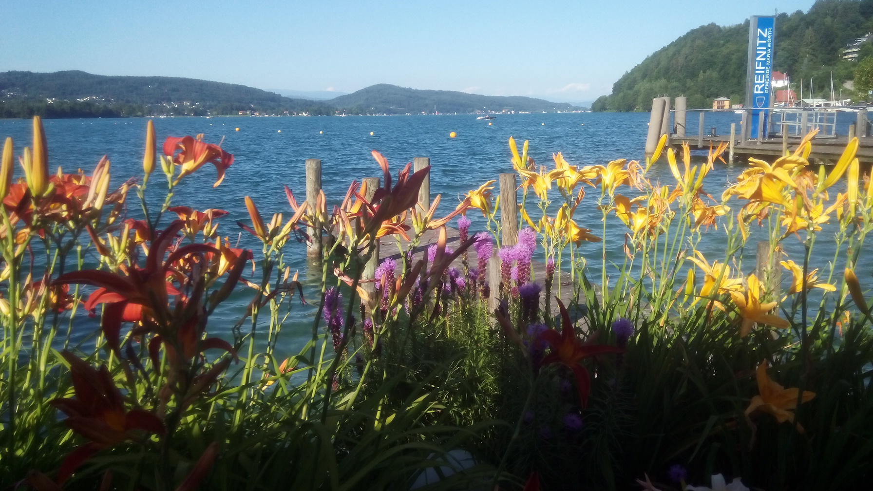 Lilien am Wörthersee