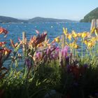 Lilien am Wörthersee