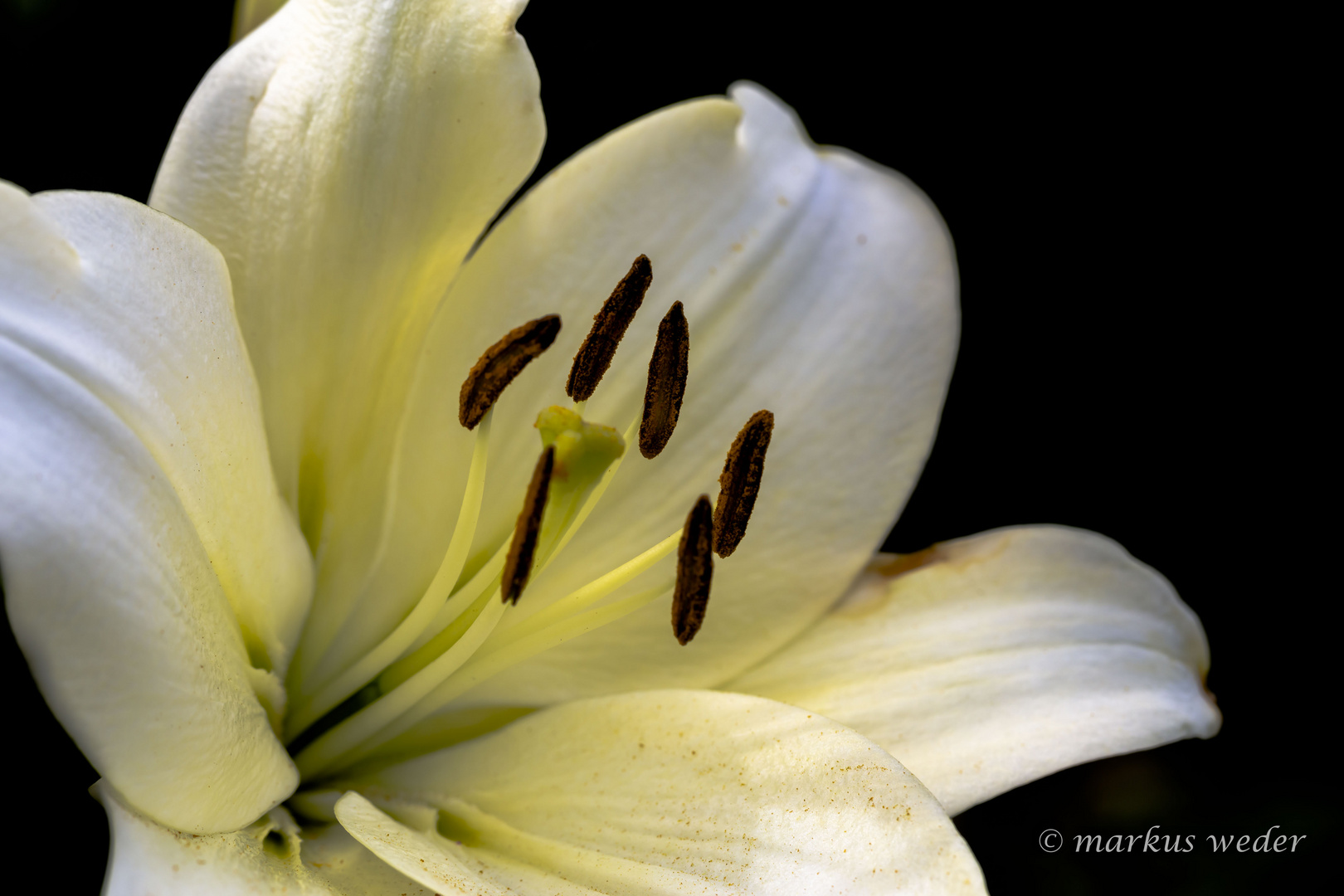 Lilien auf dem Felde