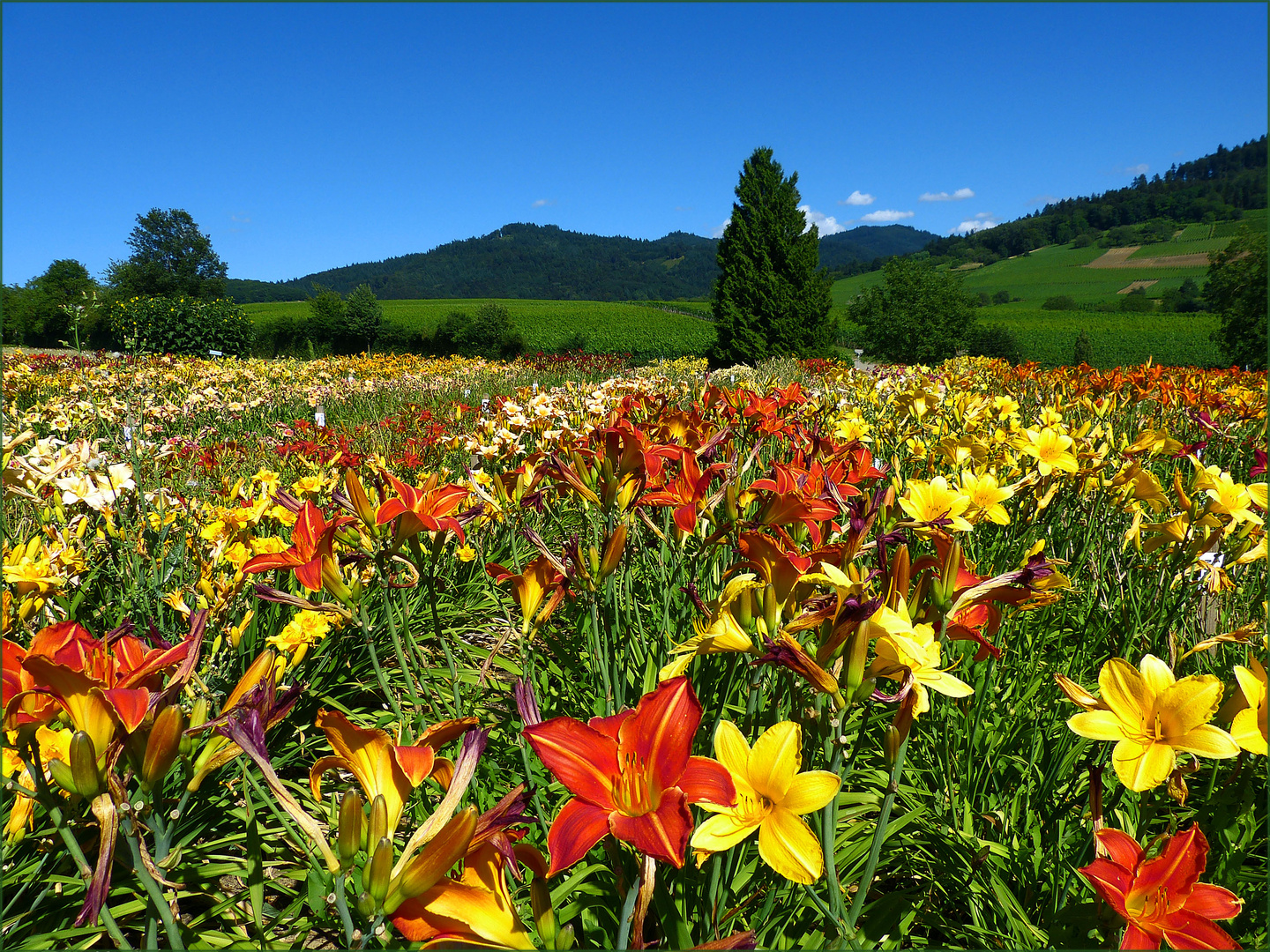 Lilien auf dem Felde