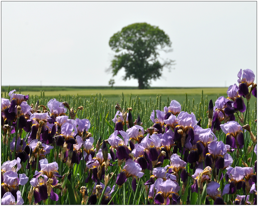 Lilien auf dem Felde