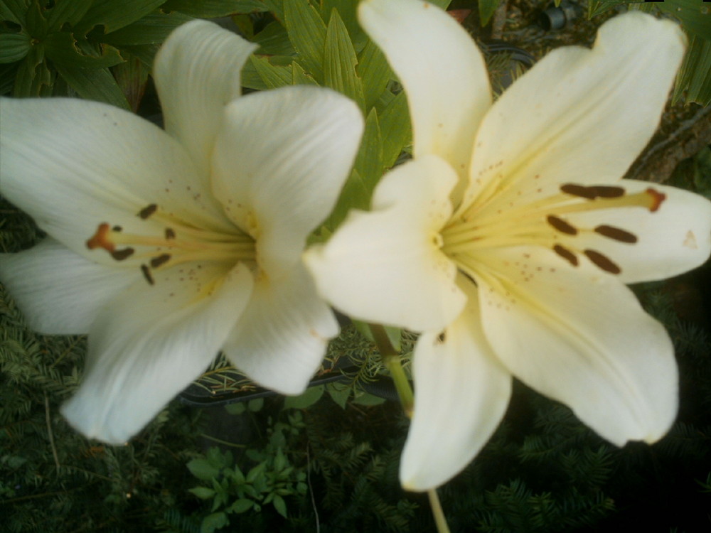 Lilien aus Opas Garten by sugga 