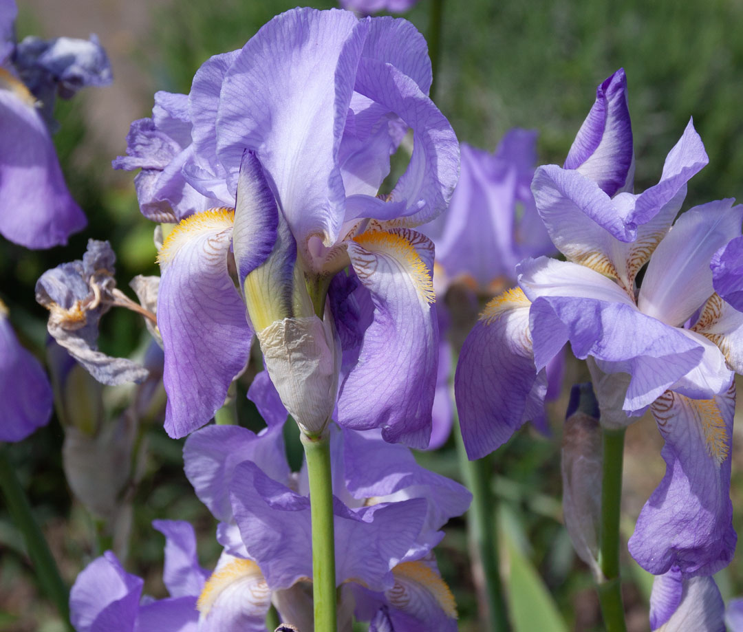 Lilien-Ausschnitt