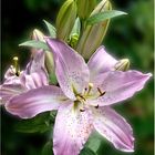 Lilien