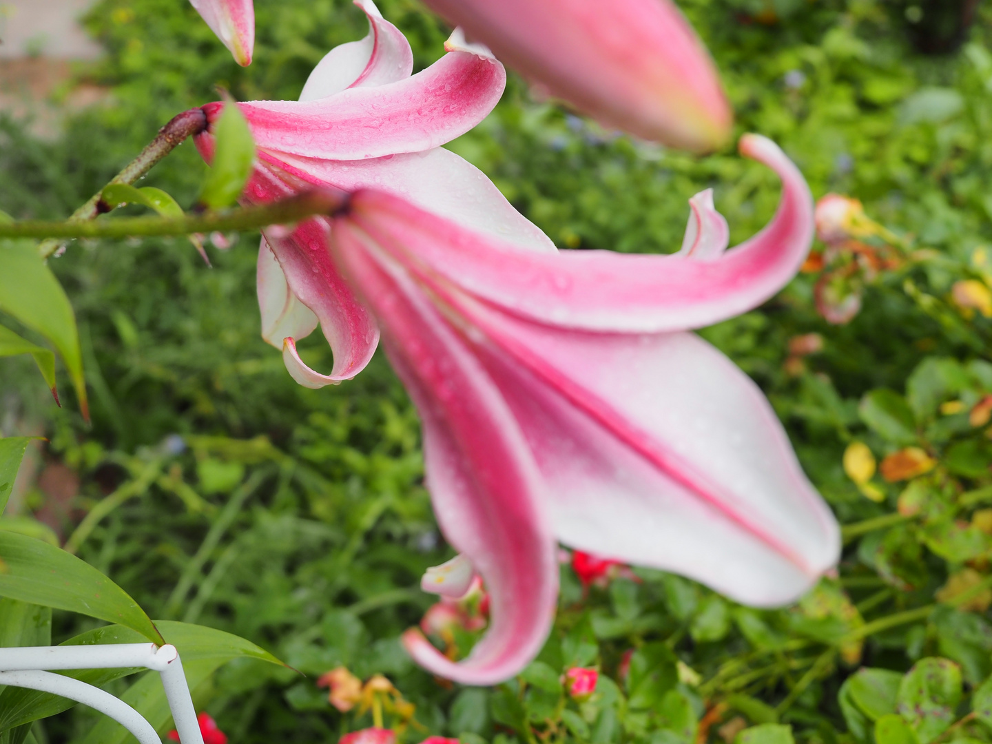 LILIEN