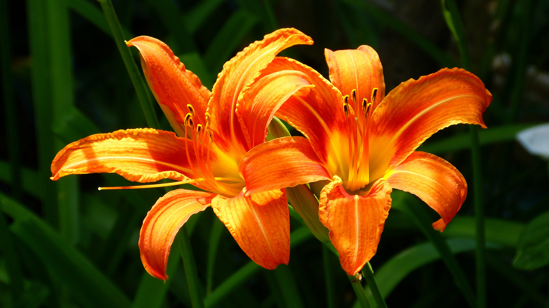 Lilien Foto & Bild pflanzen, pilze & flechten, blüten